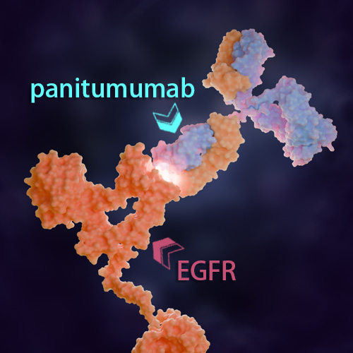 Panitumumab