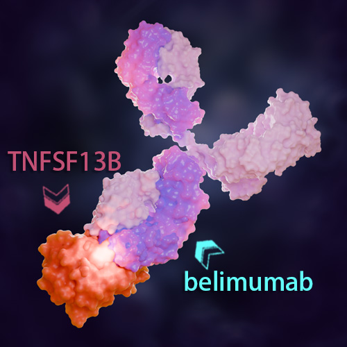 Belimumab