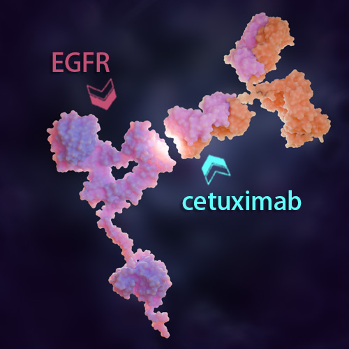 Cetuximab